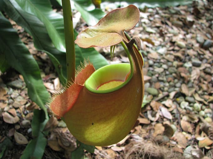 penang-budget-itinerary-monkey-cup-pitcher-plant