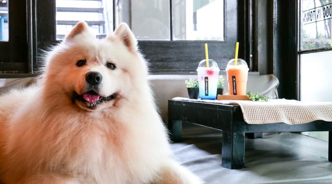 bangkok-BTS-guide-dog-in-town