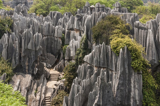 Stone Forest