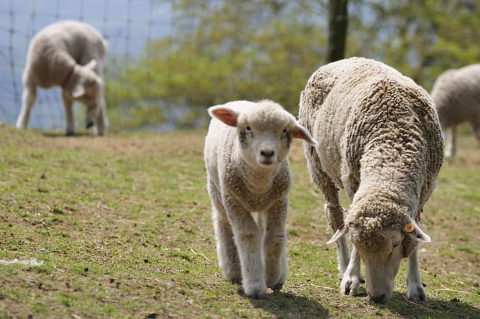 under-20-tokyo-chiba-mother-farm