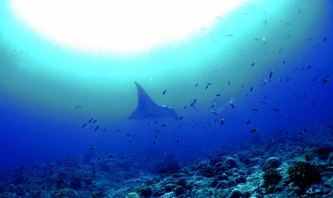 Ari Atoll dive Maldives