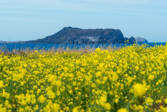 Seongsan Ilchulbong in Spring