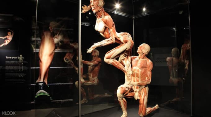 Klook-Bizarre-Experiences-Body-Worlds