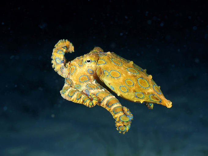 Blue-Ringed Octopus, Mabul Island Malaysia