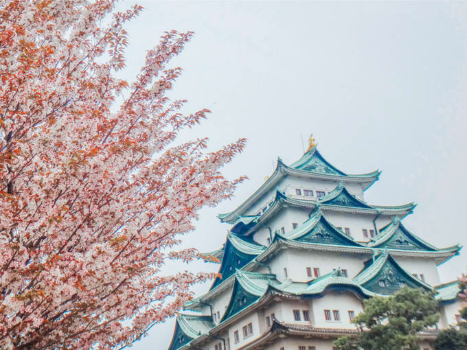 Nagoya Castle Cherry Blossom