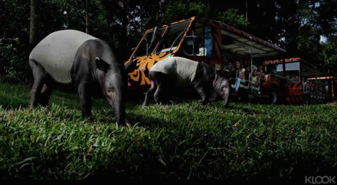 Singapore Night Safari