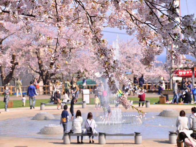 Hakodate Park during cherry blossom season