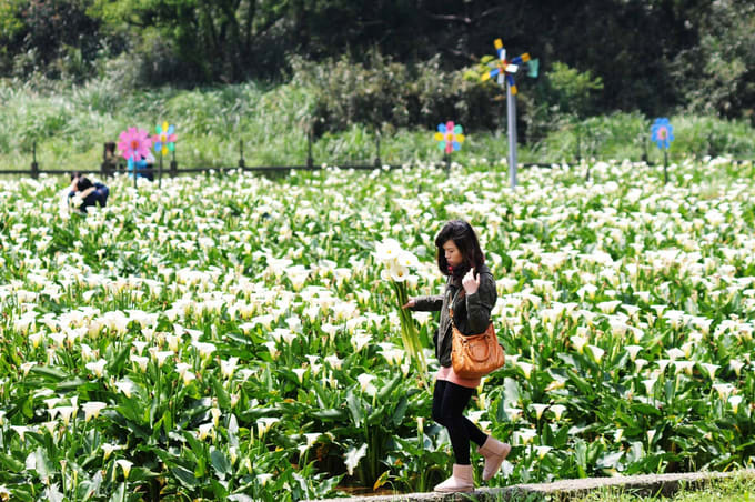 Calla Lily Festival