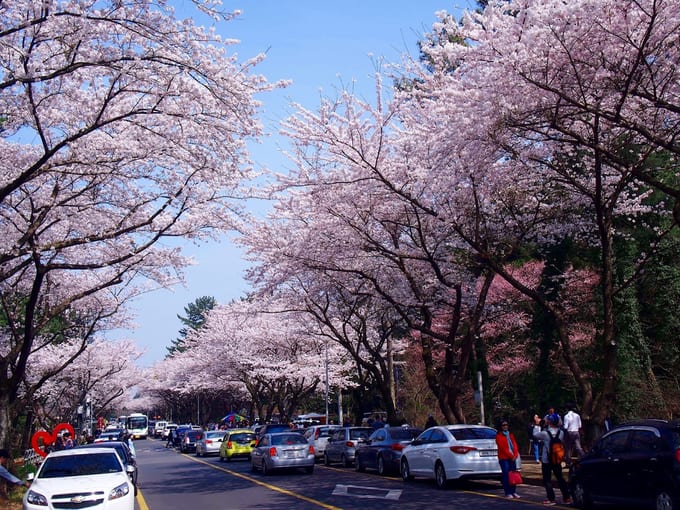 Jeju Flower Festival