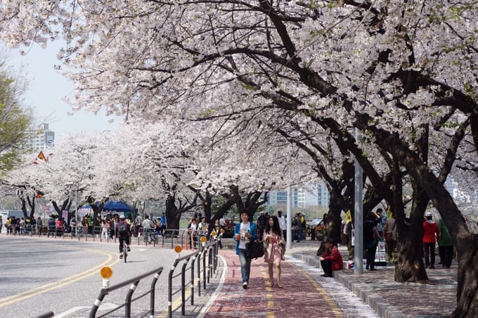 Korea Hanami