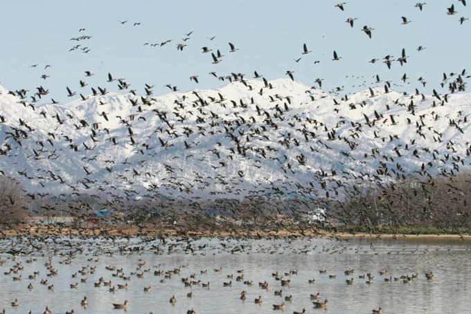 Views of the birds at the Ramsar Convention at Miyajima-numa Park