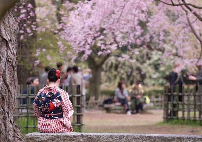 Kimono Kyoto during cherry blossom season