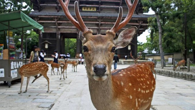 How-To-Save-$100-On-Your-Year-End-Holiday-To-Japan-nara-deer-park