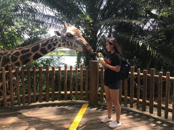 all-you-need-to-know-about-Singapore's-zoological-parks-giraffe-feeding
