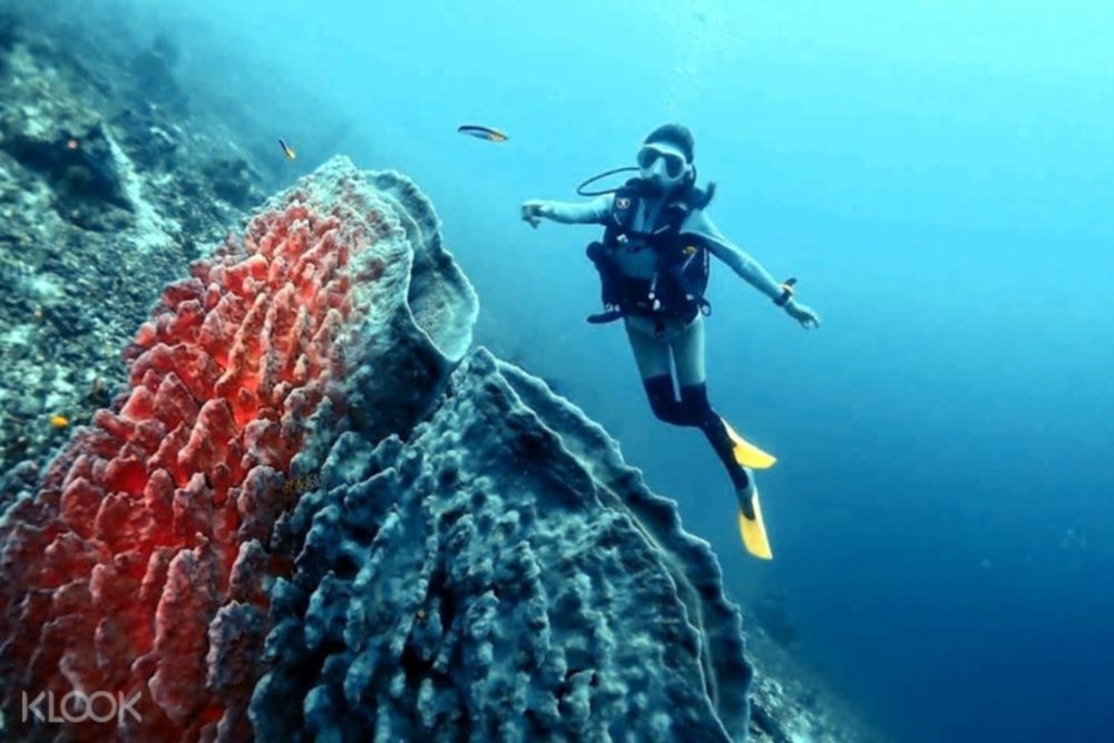 Semporna Sabah Diving License Padi