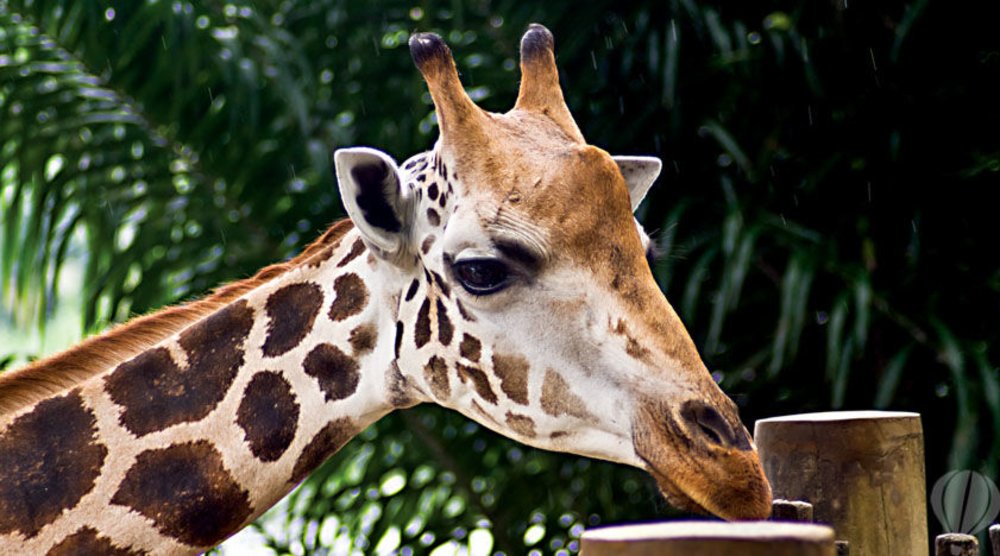 Zoos Victoria- Giraffe