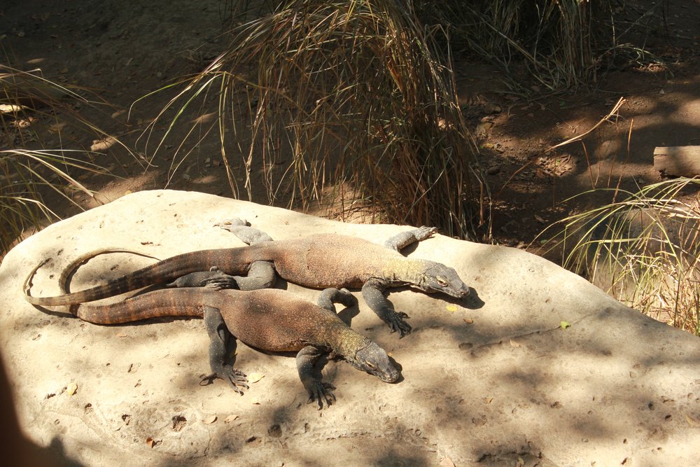 มังกร โคโมโด บาหลี อินโดนีเซีย