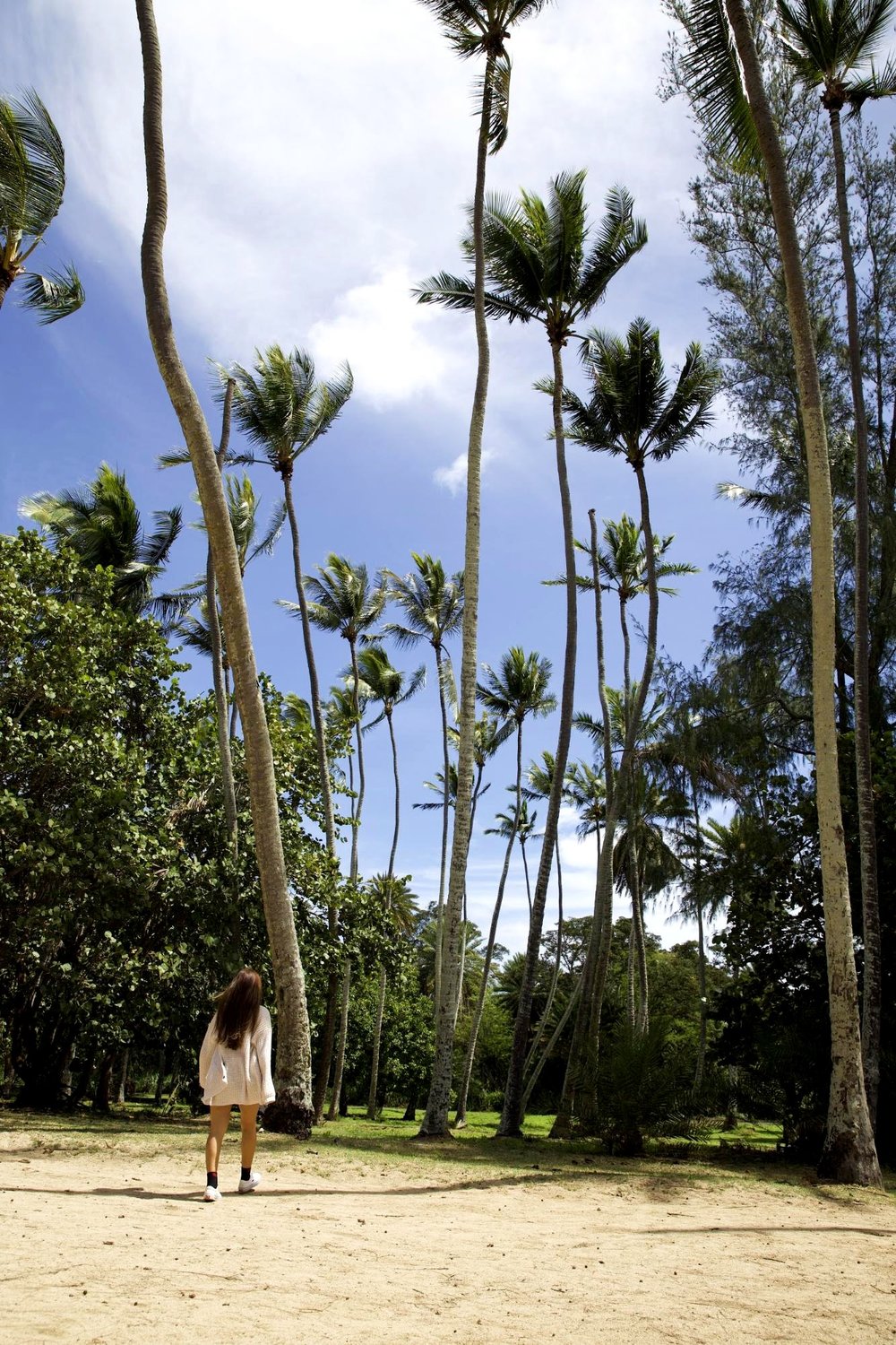 [2020最新ハワイ] KCCファーマーズマーケット&ノースショアのツアーに参加してみた