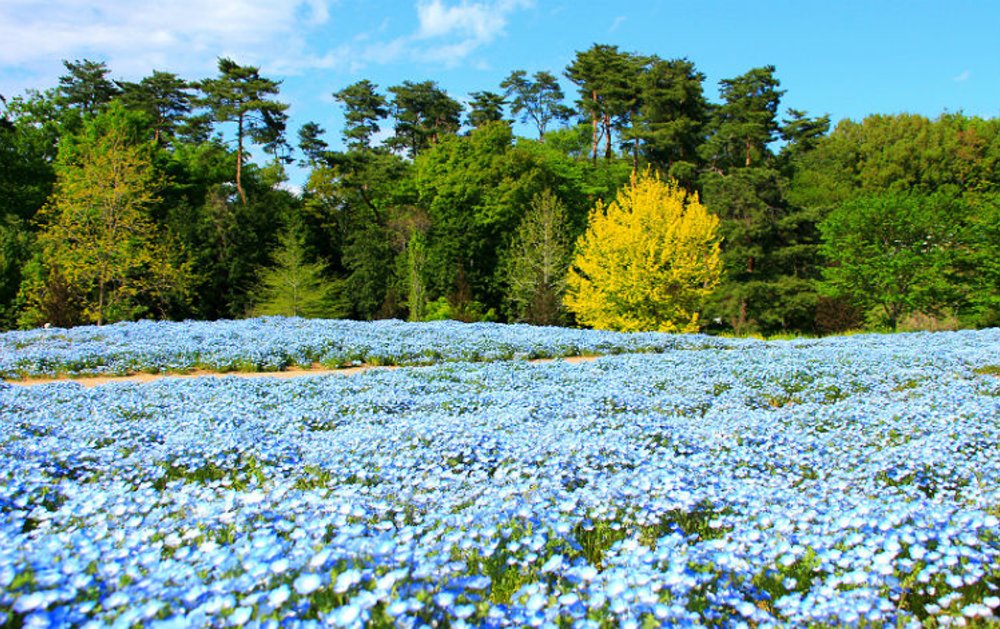 Witness A Sea Of Blooming Baby Blue Flowers At The Seaside Park In 