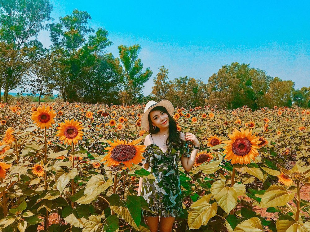 Khao Yai Sunflower Field