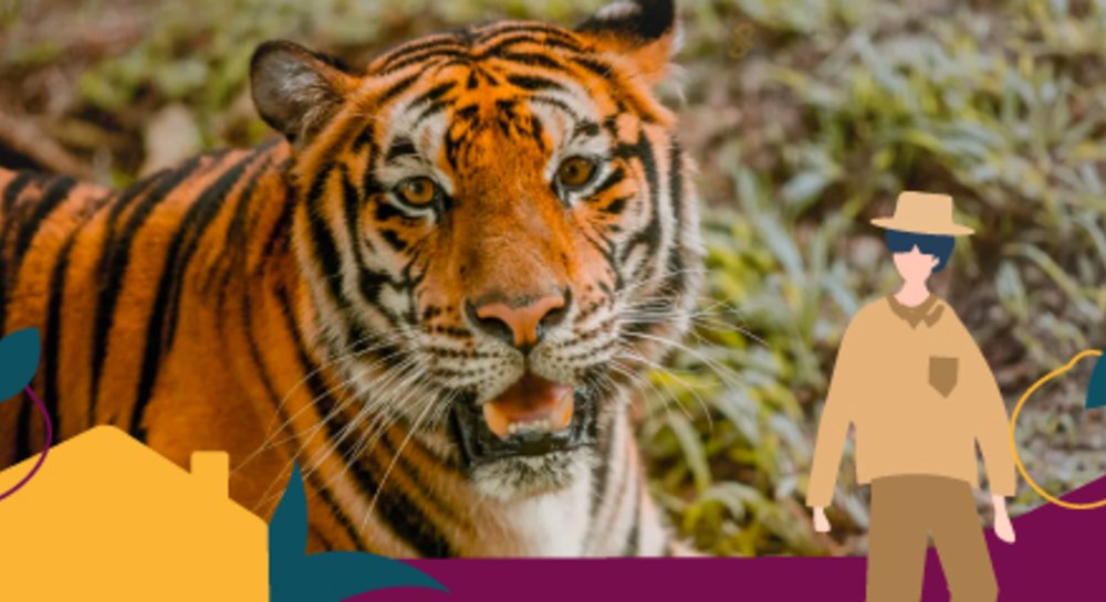 Cebu Safari Virtual Tour Tigers