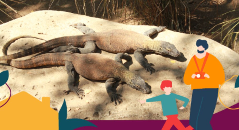 Bali Safari Baby Komodo Dragons