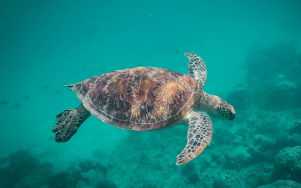 How to see the best of the Great Barrier Reef (near Cairns in Far North Queensland)