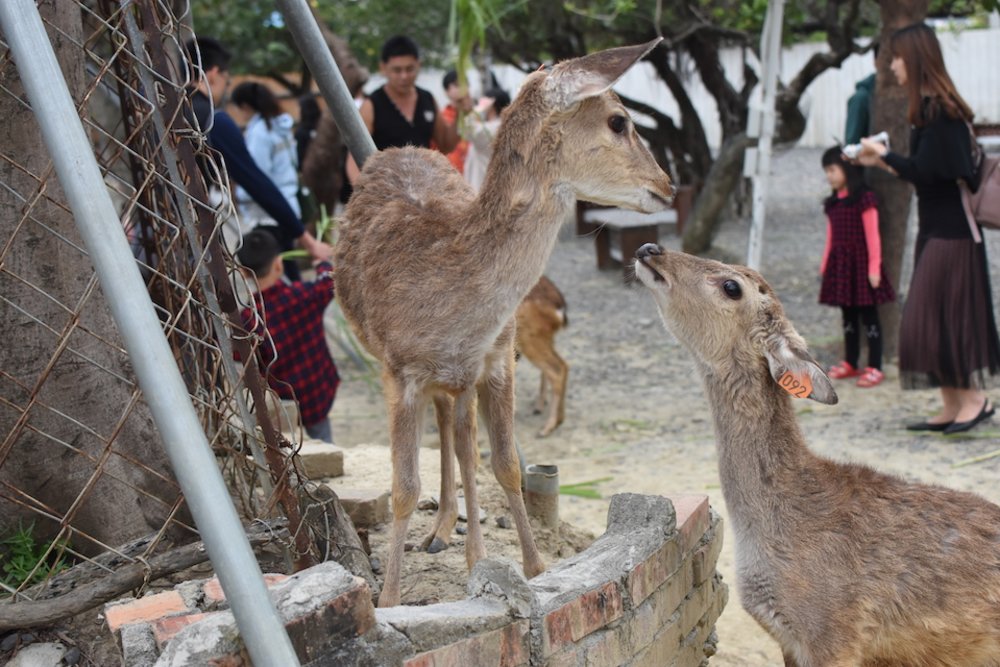 墾丁鹿境梅花鹿生態園區