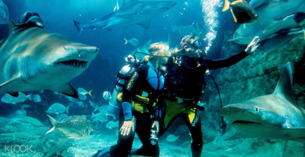 Sea Life Shark Dive