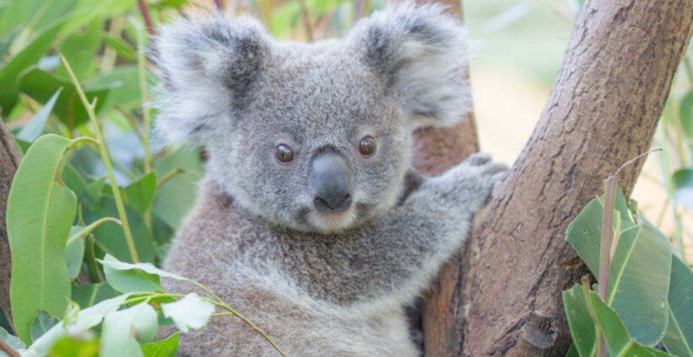 Currumbin Wildlife Sanctuary