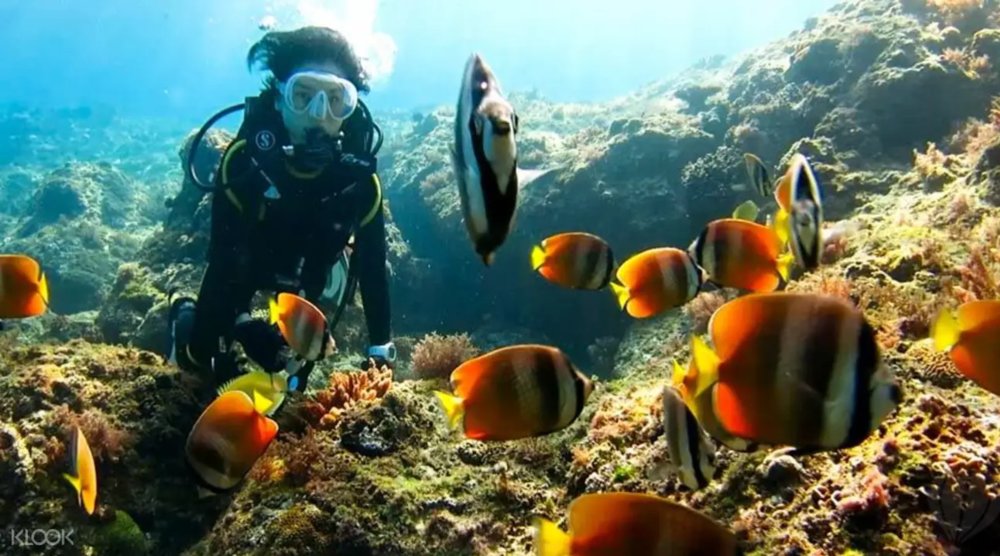 在小琉球體驗水中無重力的自由漂浮感，盡情欣賞豐富海洋生態