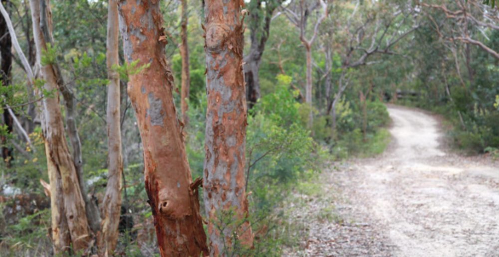 walking tracks royal national park