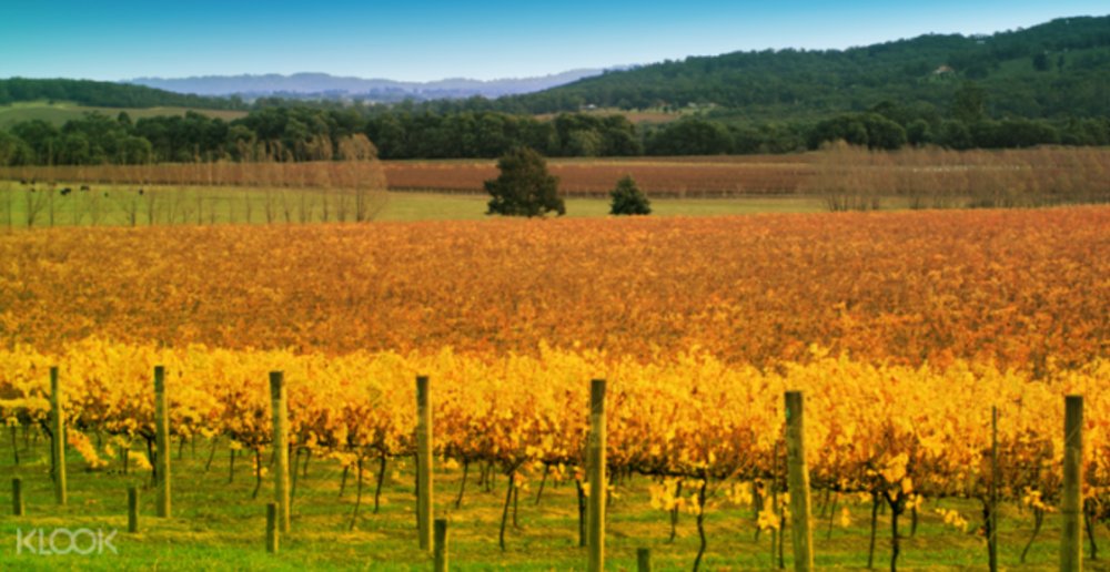  Yarra Valley Gourmet Tour