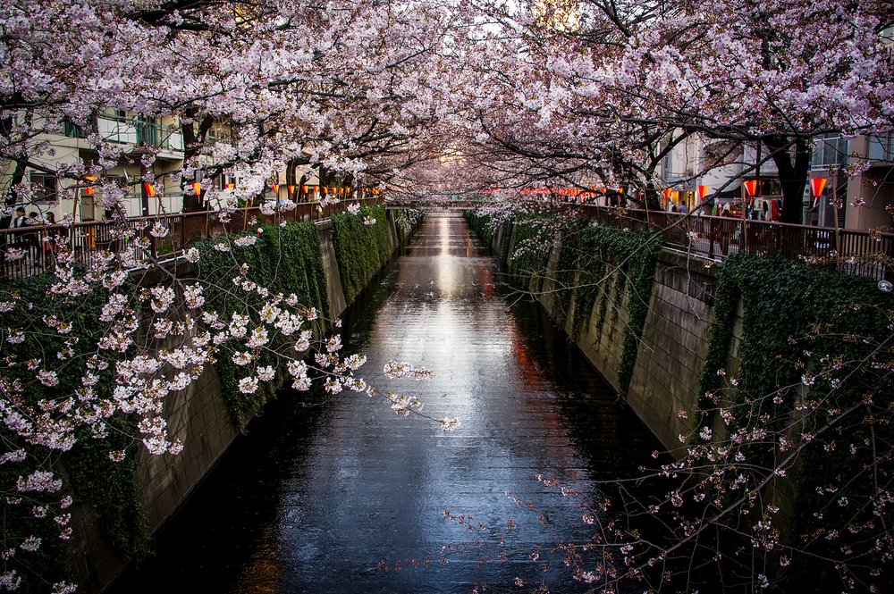 Megurogawa Canal With Cherry Blossom