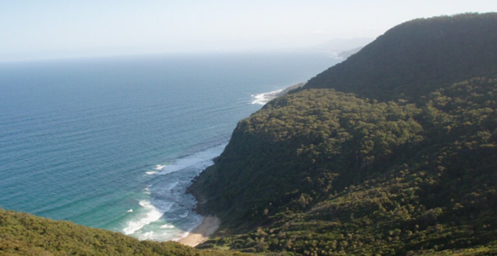 Palm Jungle loop track, Royal National Park.