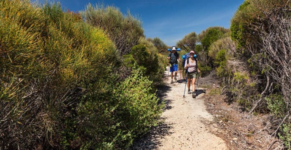 Curra Moors loop track, Royal National Park.