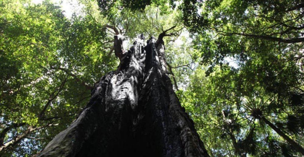 Couranga Track, Royal National Park.