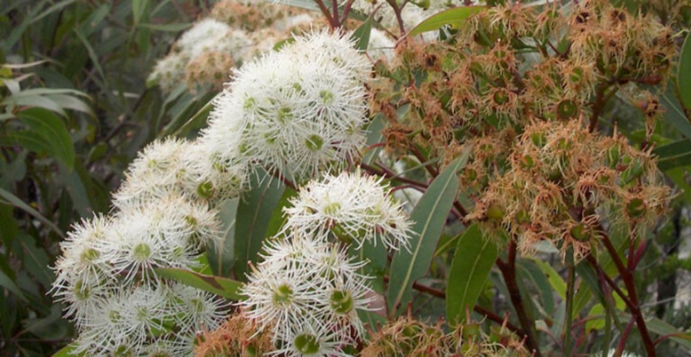 Uloola Track, Royal National Park.