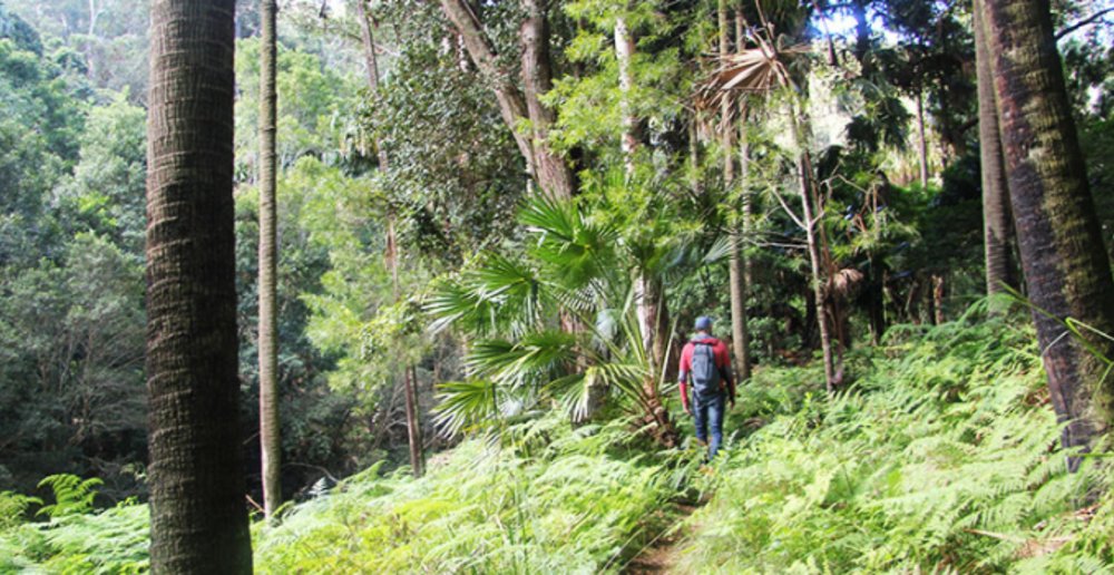 Forest Path Royal National Park