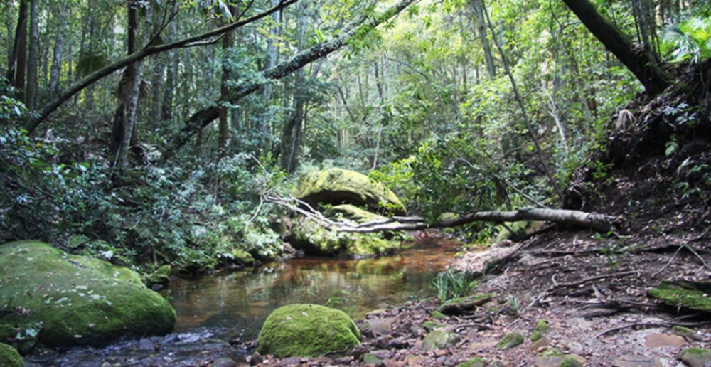 Bola Creek, Royal National Park