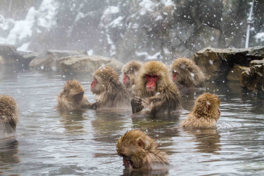 snow-monkey-park