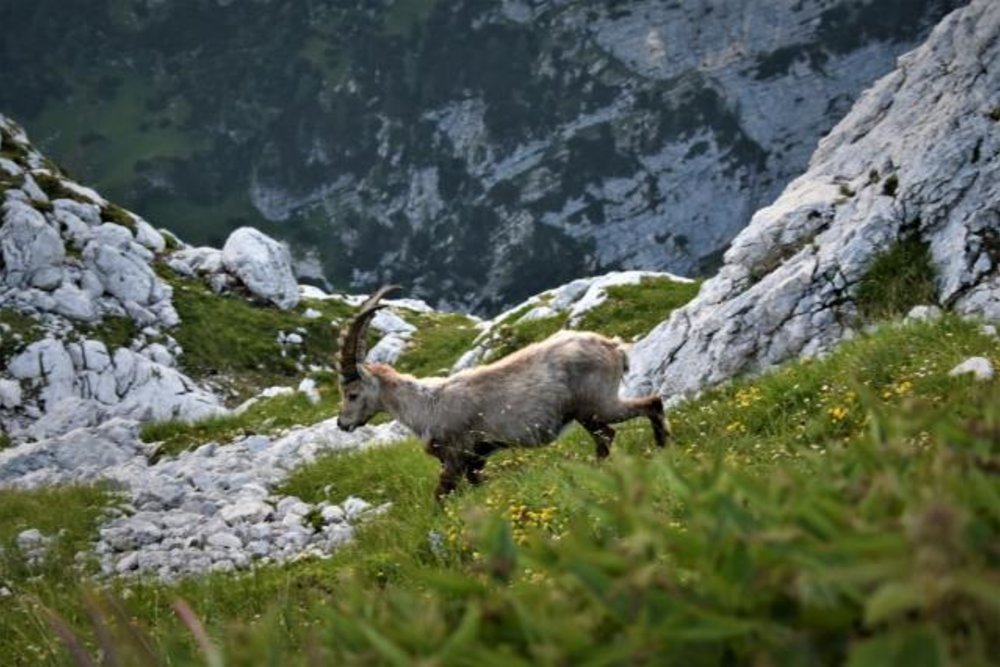 Hampta Valley trek in Himachal Pradesh in India