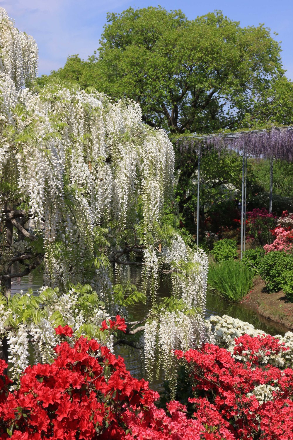 Ashikaga Flower Park Tochigi