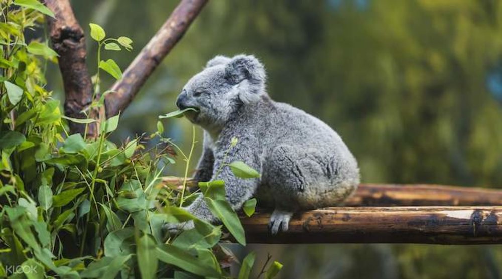 Lone Pine Koala Sanctuary Brisbane