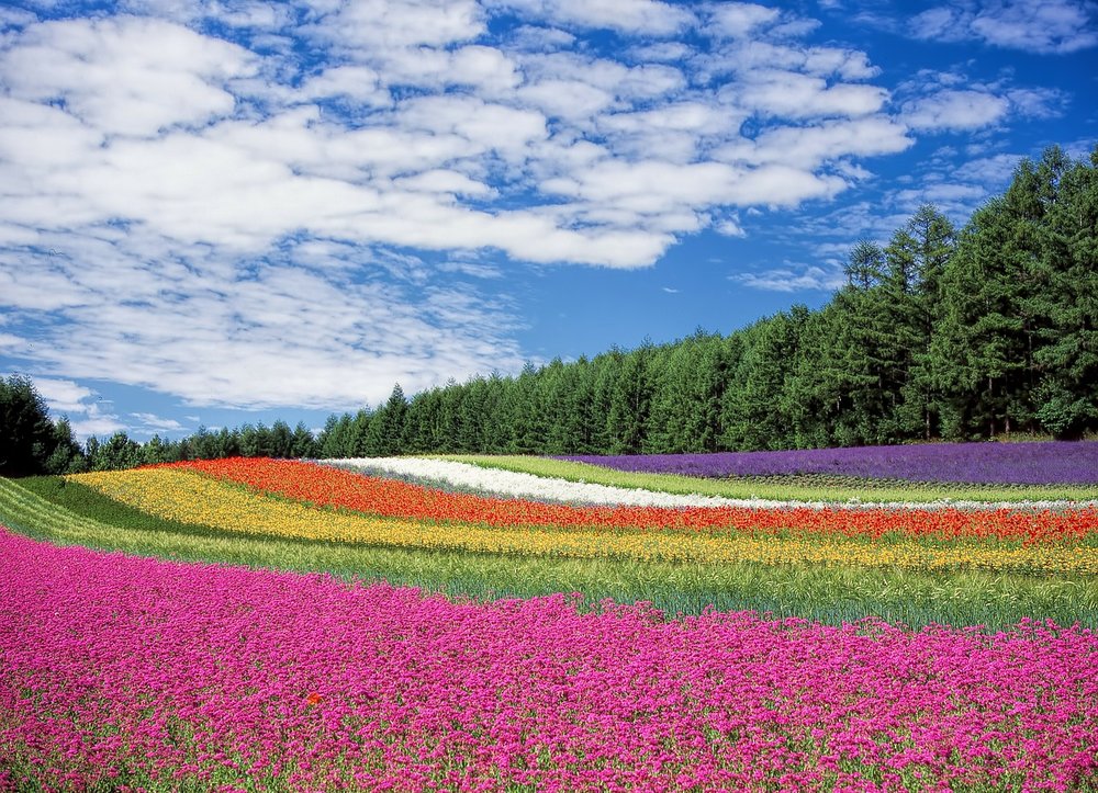 Hokkaido Flowers