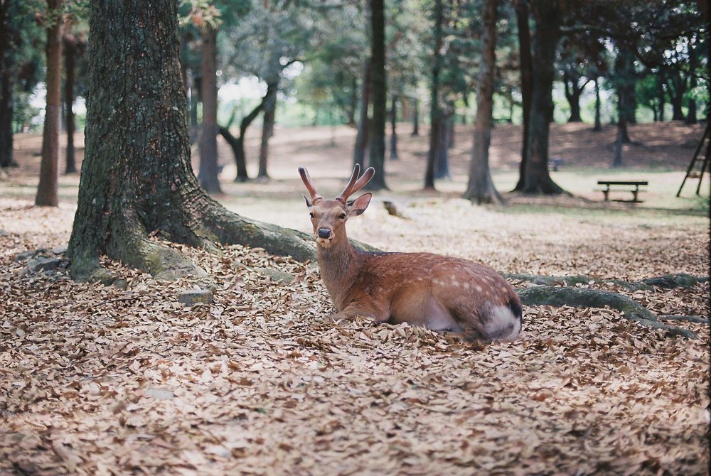 Nara Deer Park