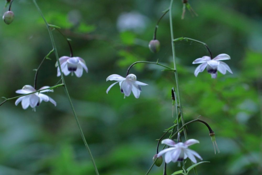 御岳山のレンゲショウマ