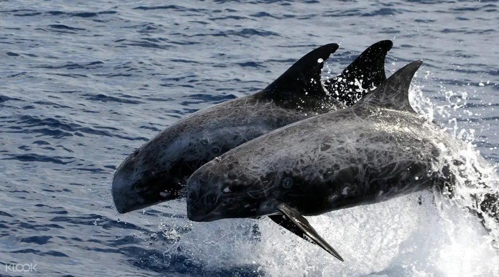 在花蓮港跟著當地漁民尋找鯨魚蹤跡