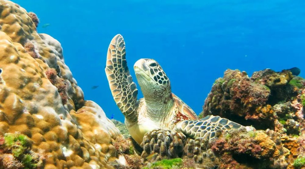 在藍色海域中探訪神秘海底世界