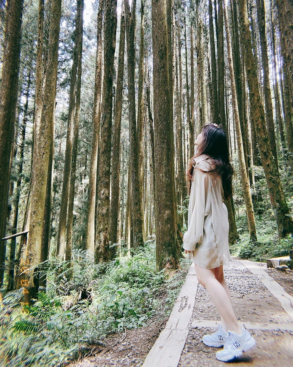 杉林溪森林裡靜謐的氣氛讓人忘卻平日的煩惱 (圖片來源：IG @tacowun)